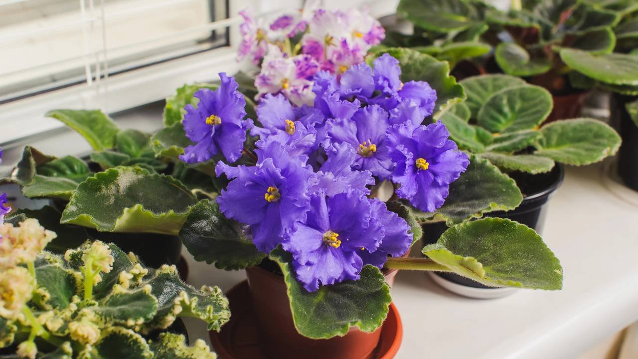 violeta africana adubação