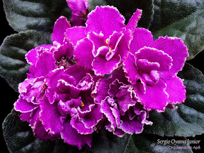 violeta africana rega