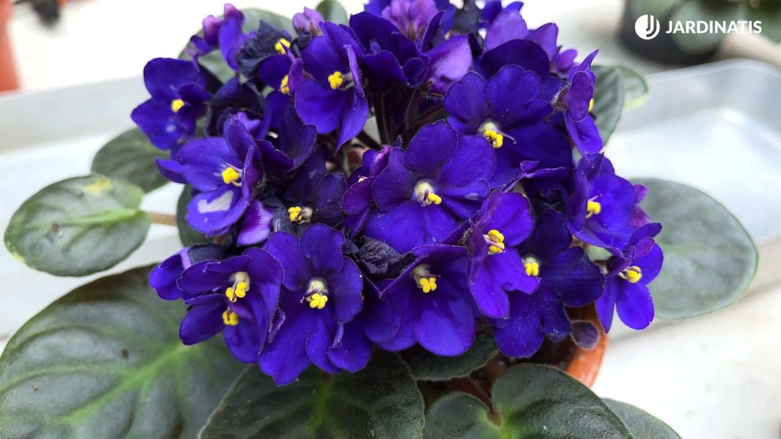 violeta africana luz