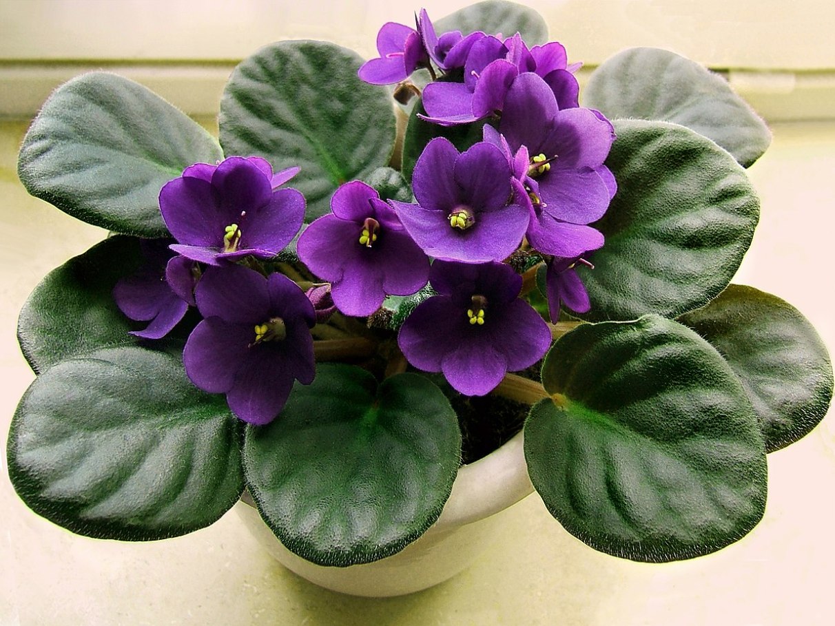 violeta africana adubação