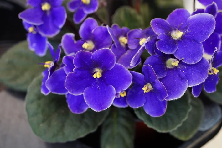 violeta africana rega