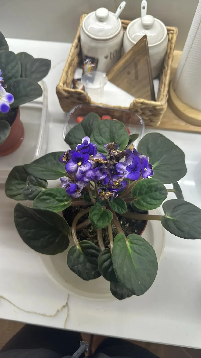 violeta africana luz