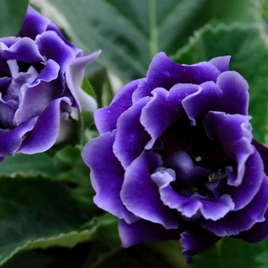 violeta africana problemas