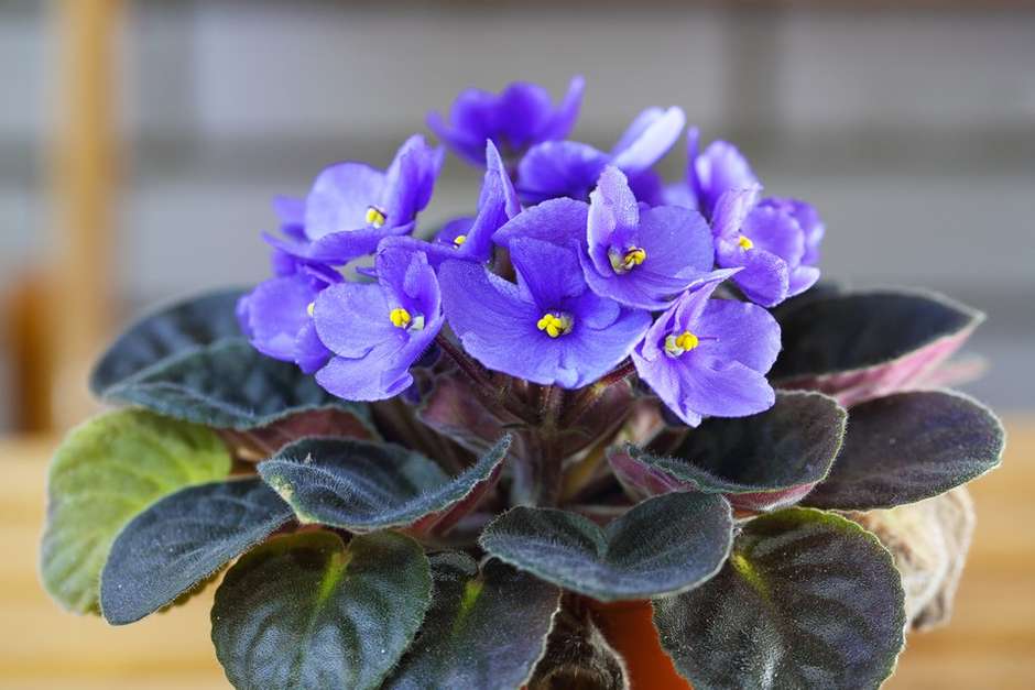 comprar violeta africana