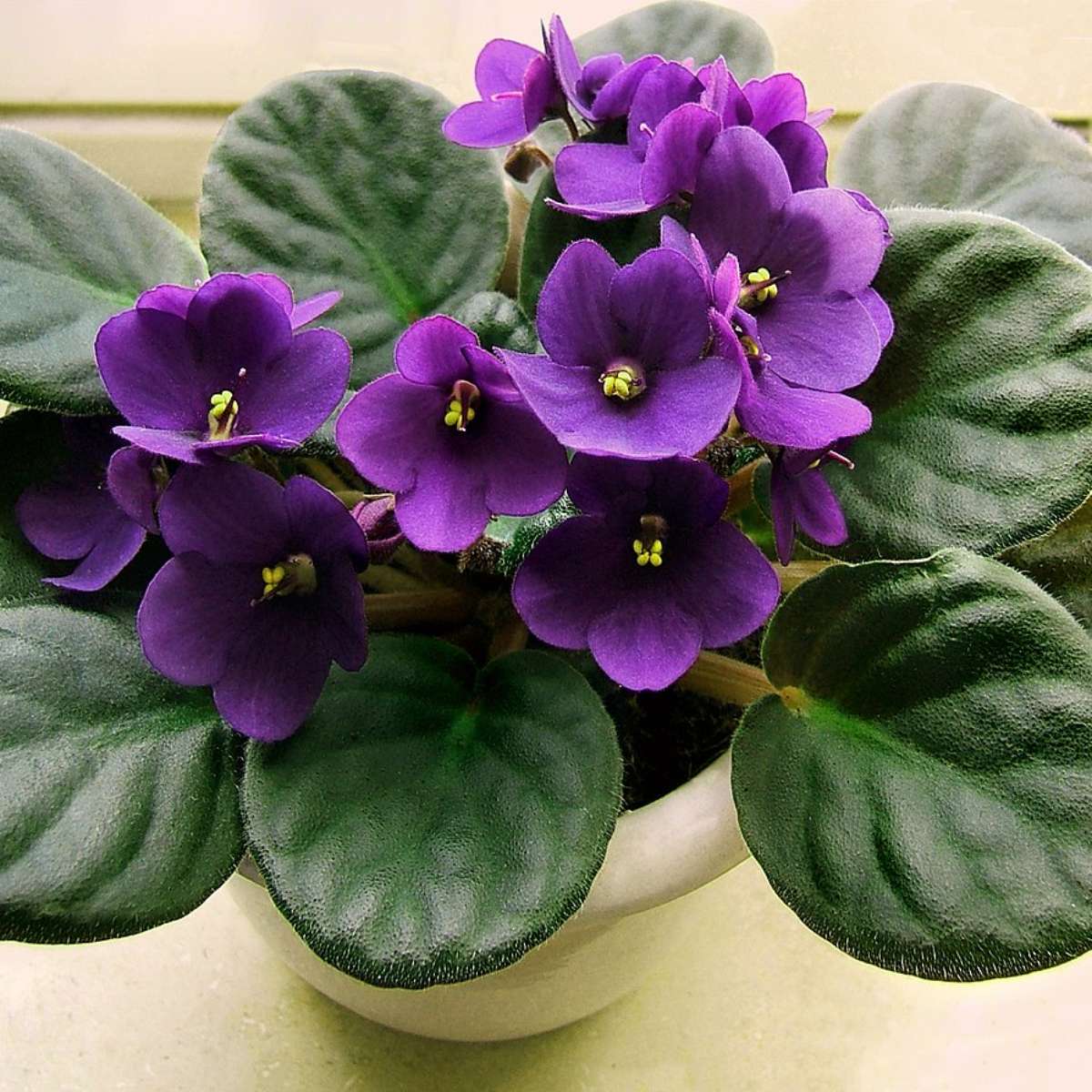 Como plantar violetas africanas