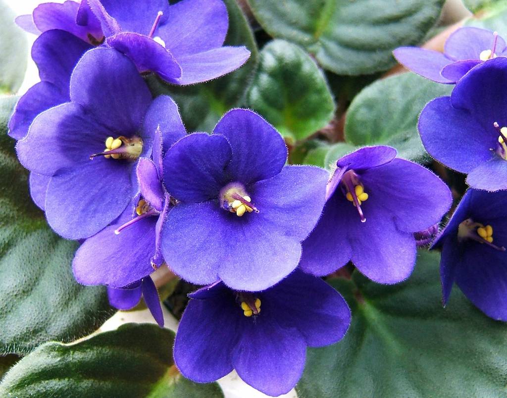 Rega de violetas africanas