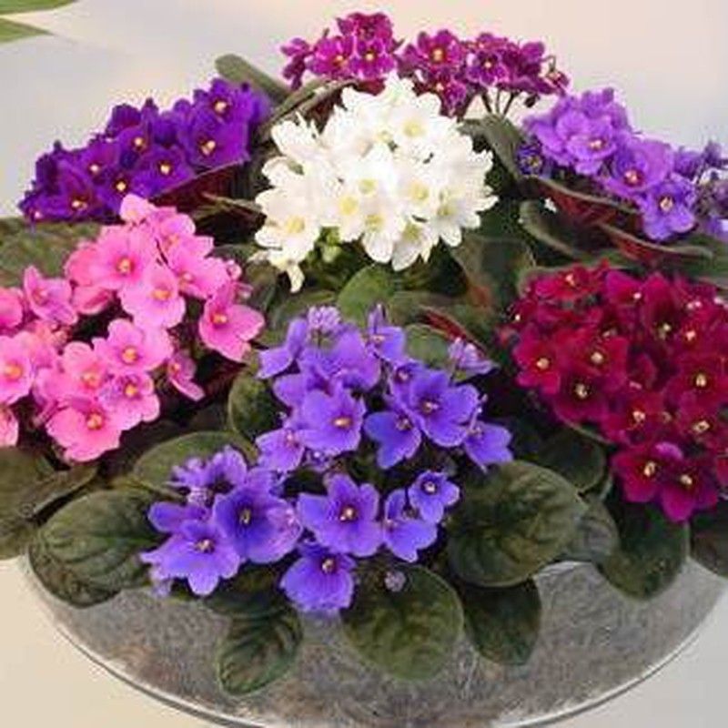 Luz para violetas africanas