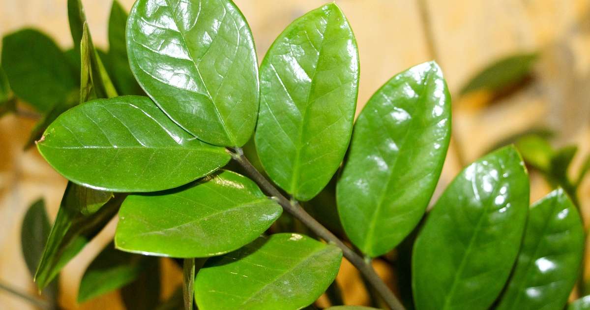 sintomas intoxicação zamioculca criança