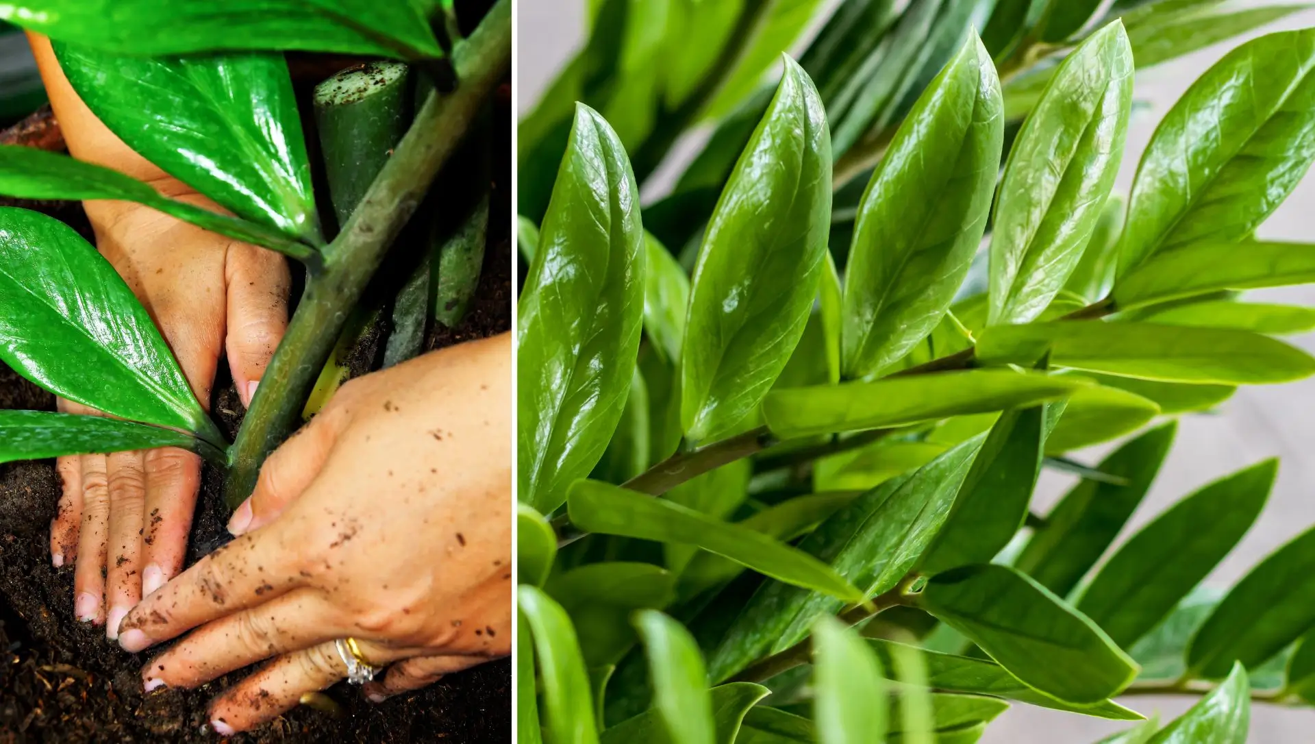 zamioculca é venenosa para pets