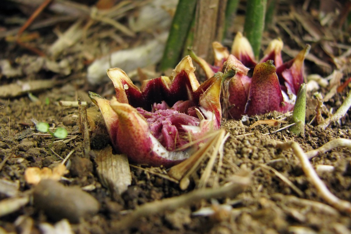 flor de aspidistra