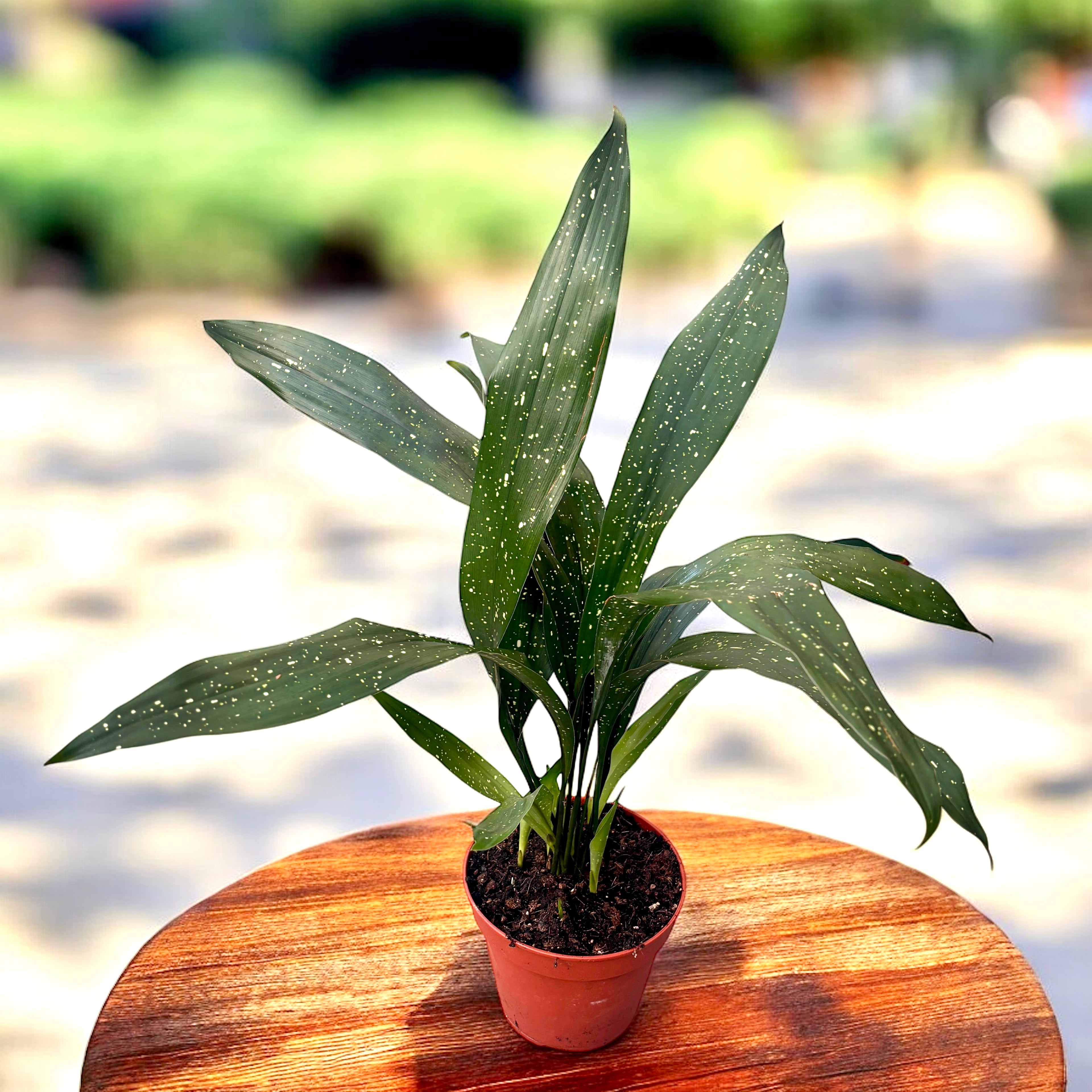 flor planta ferro