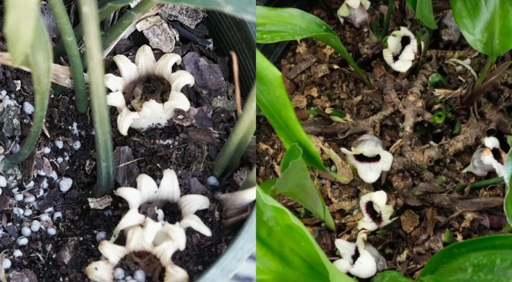 aspidistra floresce