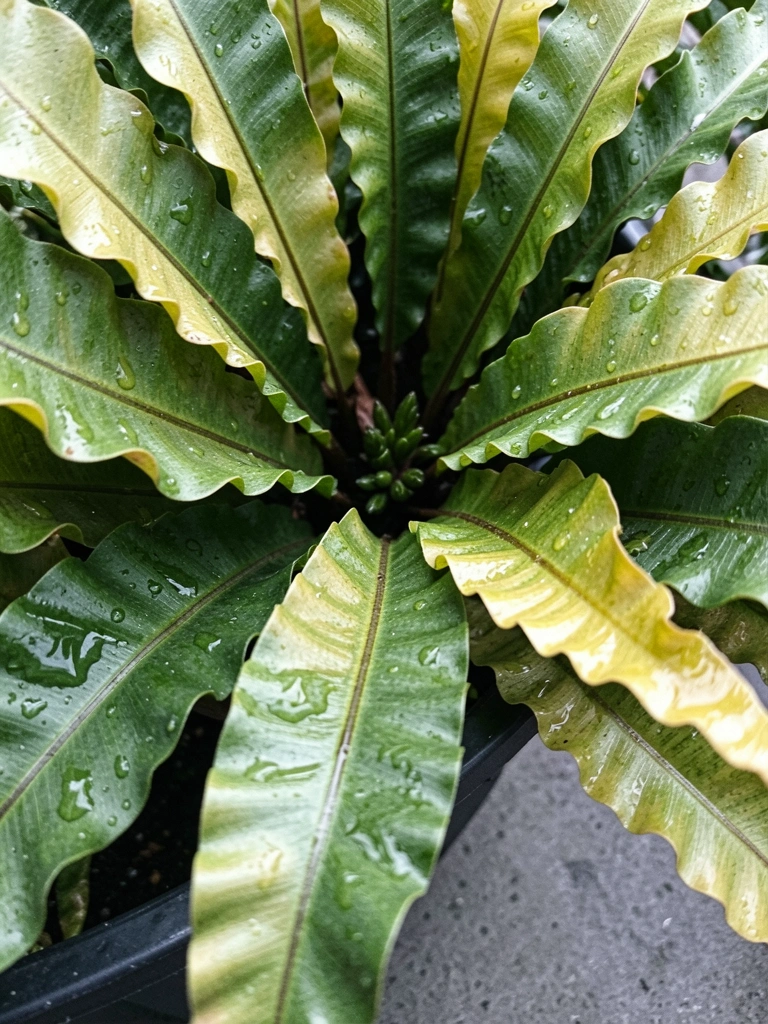 Close-up das folhas onduladas e brilhantes de um asplênio, com textura verde intensa e iluminação suave destacando os detalhes.