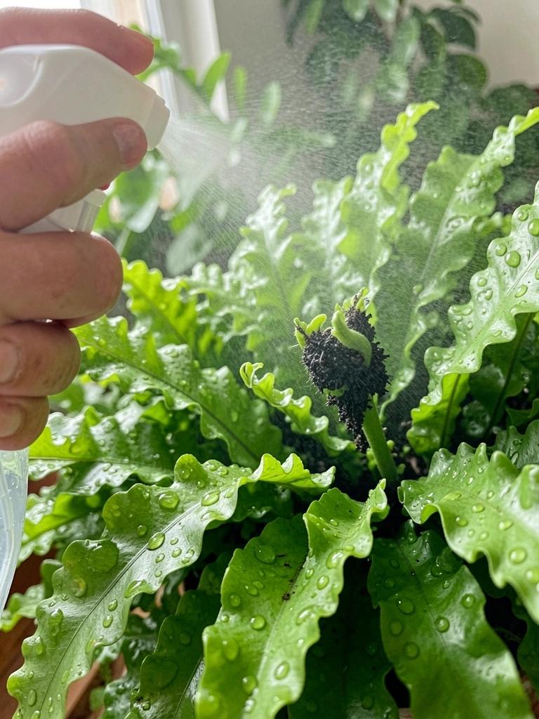 Borrifador de água pulverizando folhas verdes de asplênio