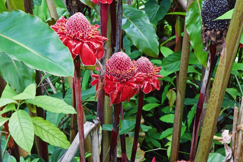Etlingera elatior cultivo