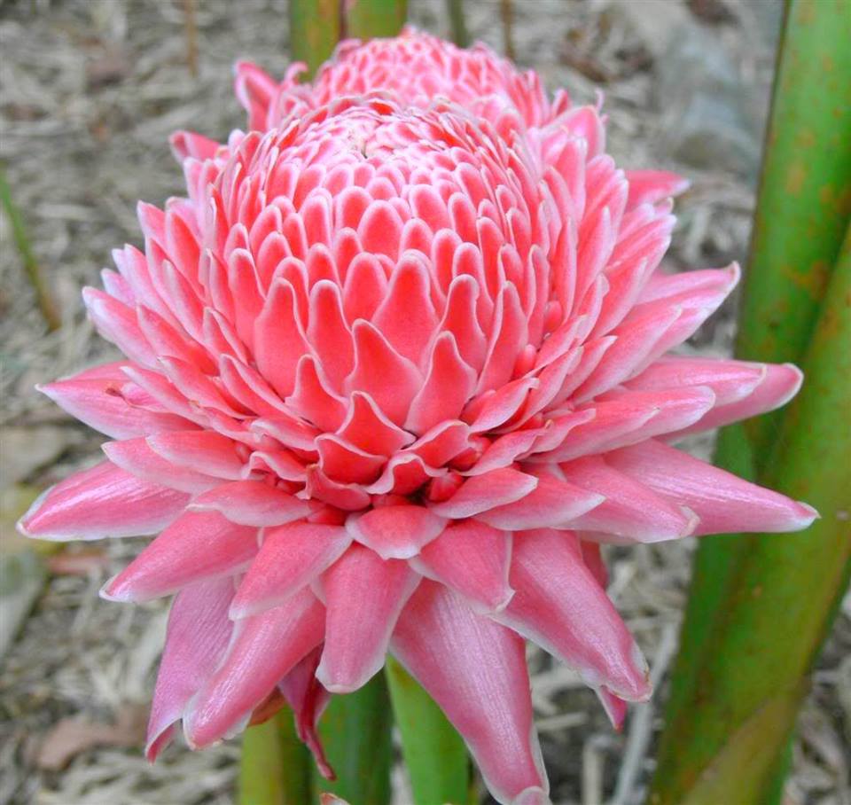 flor bastão do imperador