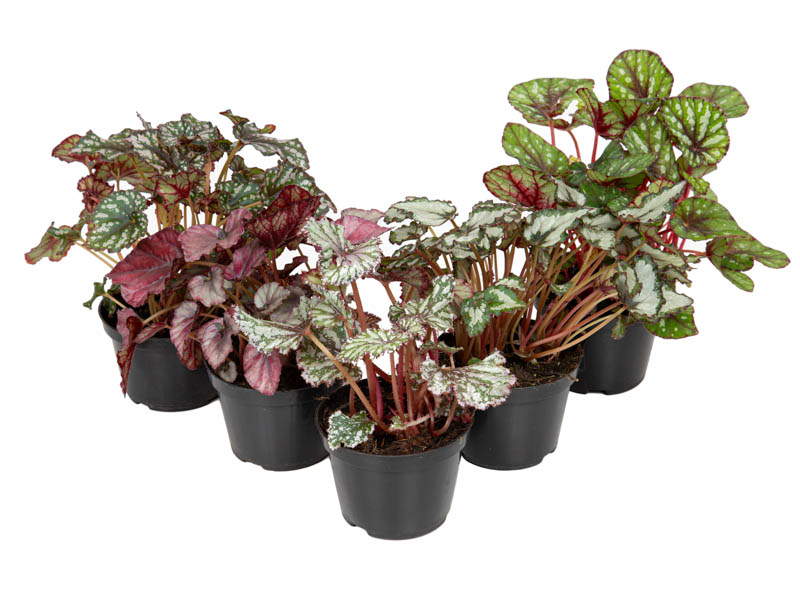 Begonia Rex Beleaf