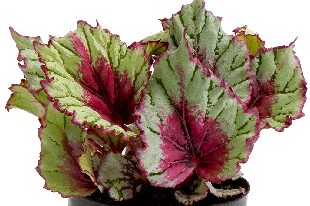 Begonia Beleaf Icarus Wings