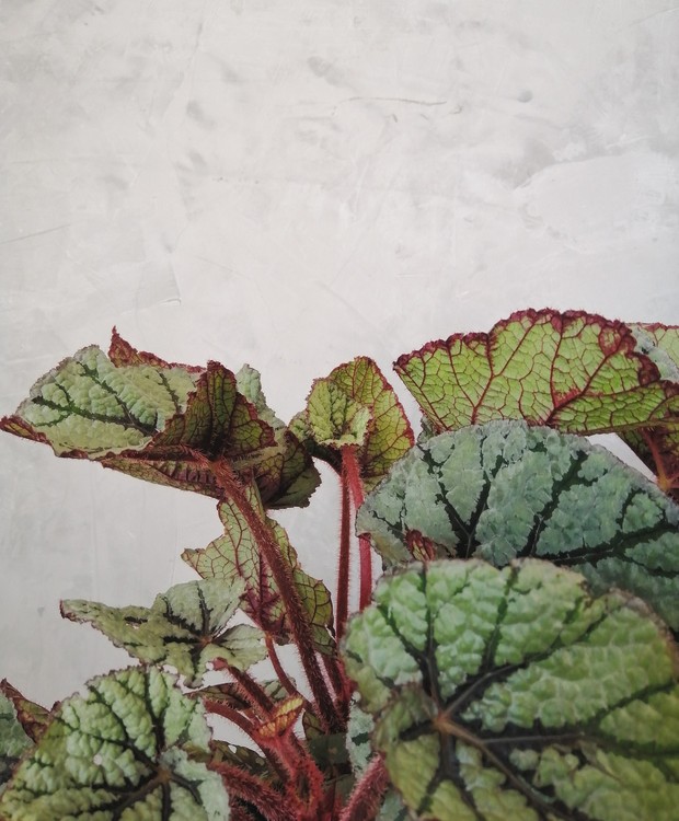 Begonia Beleaf Evening Glow
