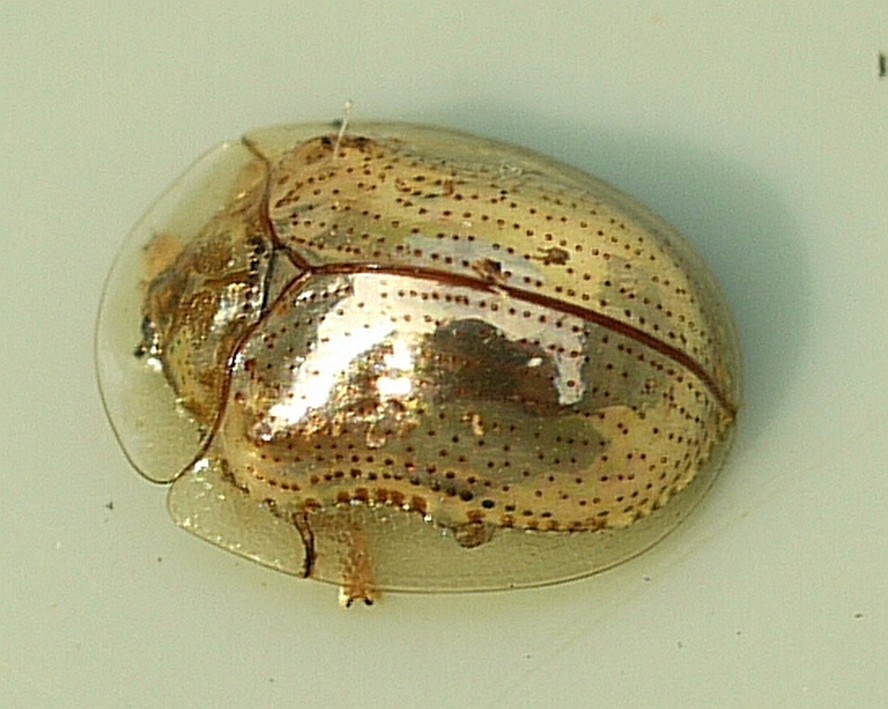 besouro tartaruga dourado