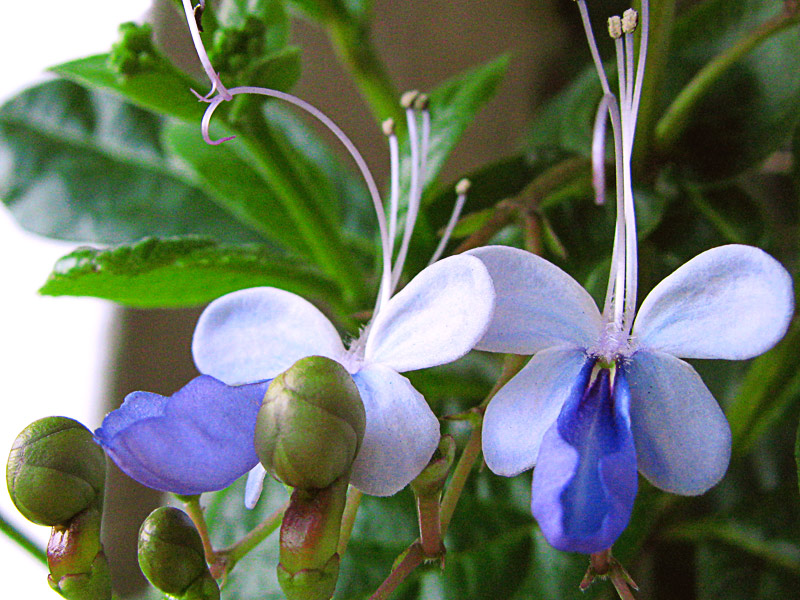 Clerodendro-borboleta