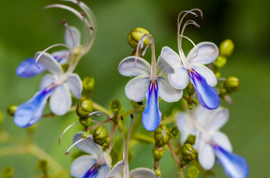 Rotheca myricoides cultivo