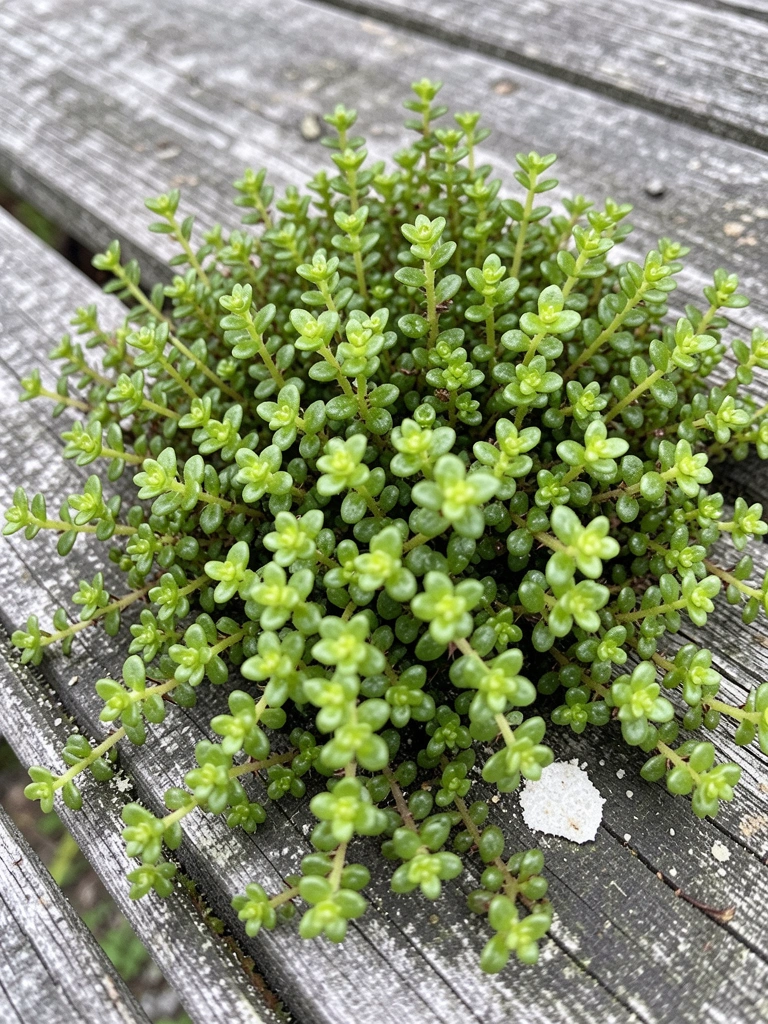 Detalhe macro de folhas pequenas e suculentas com superfície brilhante e reflexos de luz