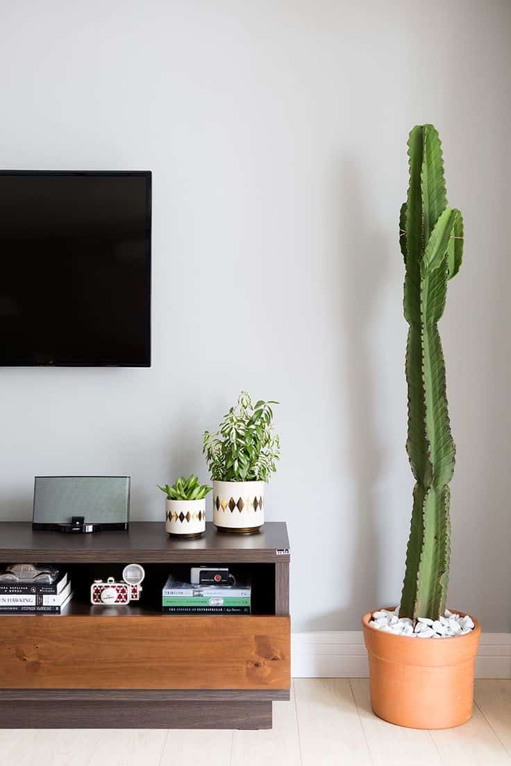 cultivo de cactos em apartamento