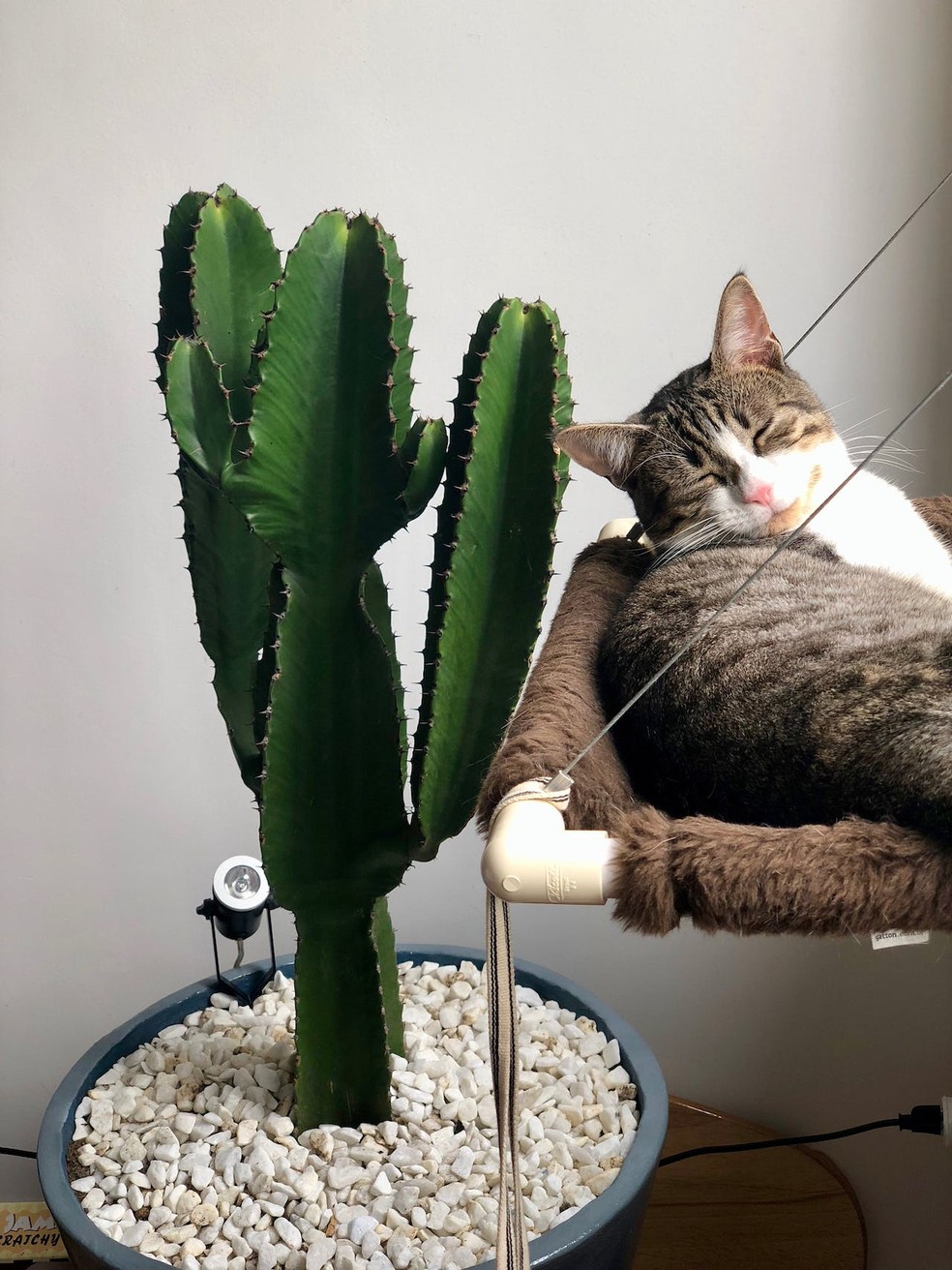 cactos para ambientes internos