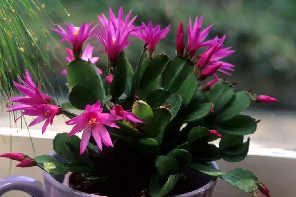 cultivo de cactos em apartamento