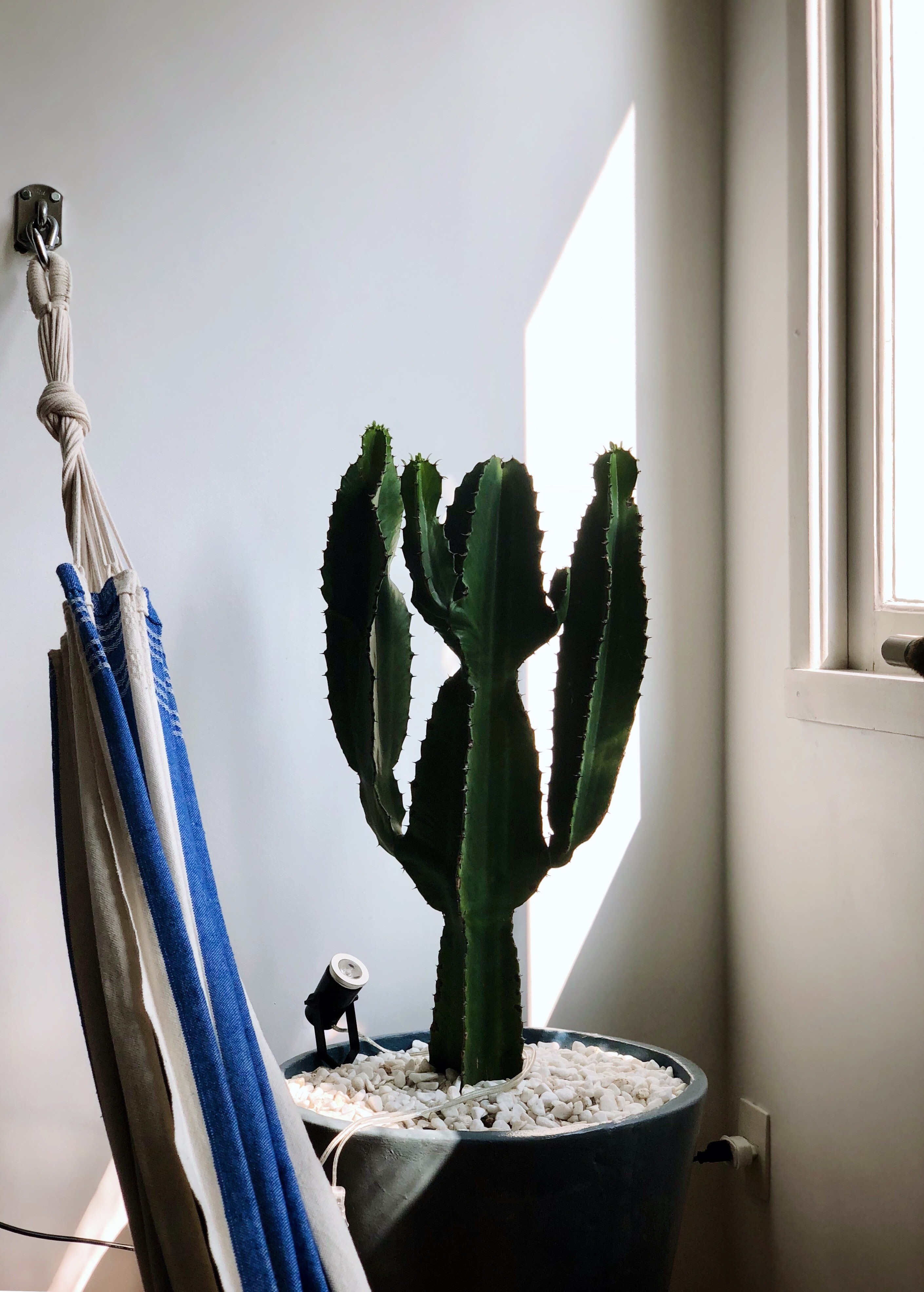 cactos para ambientes internos