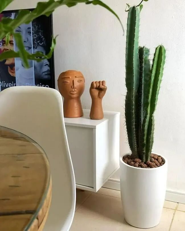 cuidados com cactos em casa
