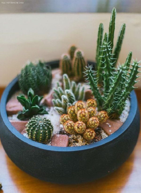 plantas resistentes para interiores