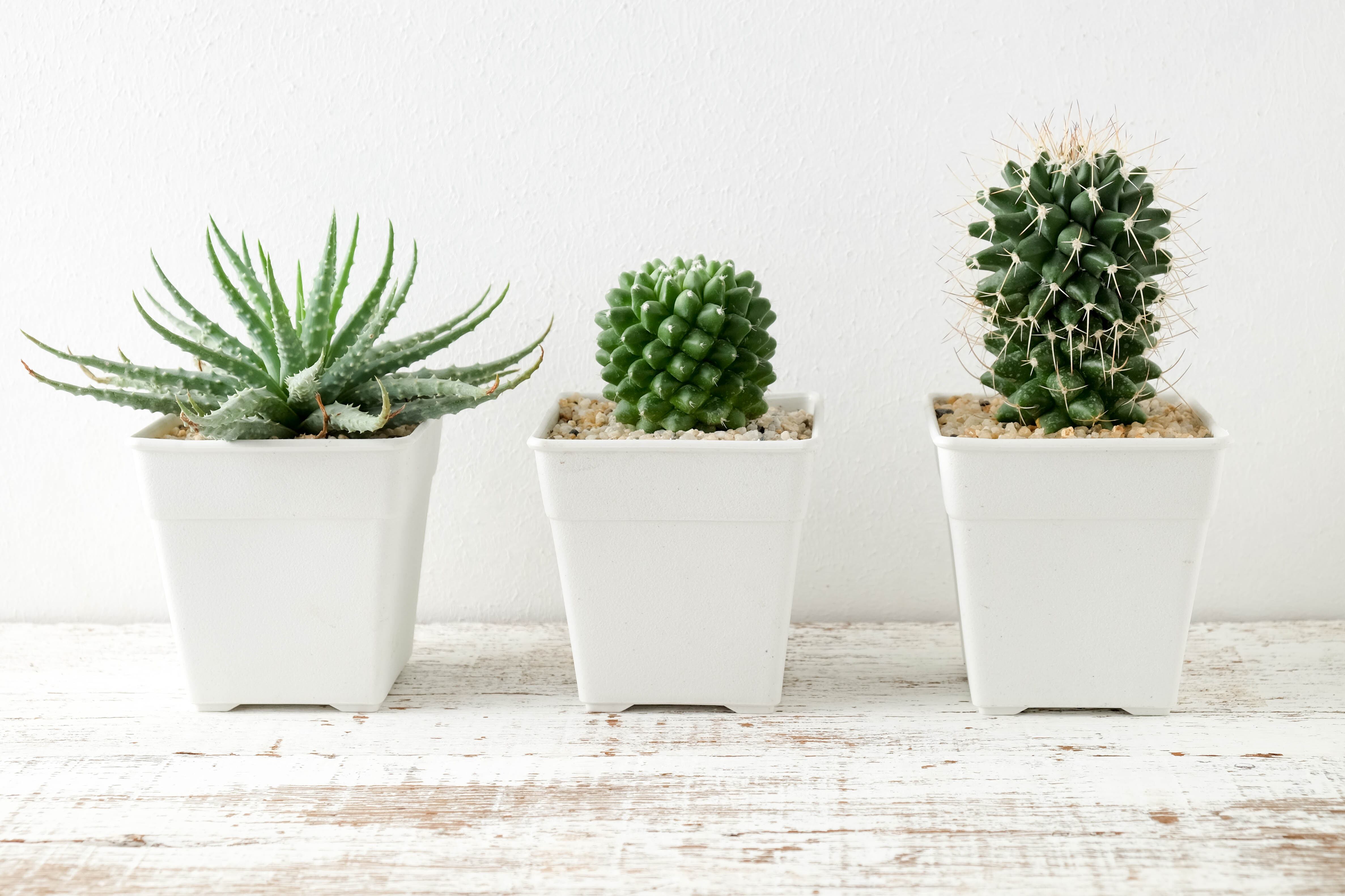 cactos decorativos