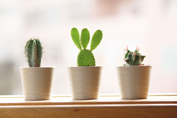 plantas espinhosas em casa
