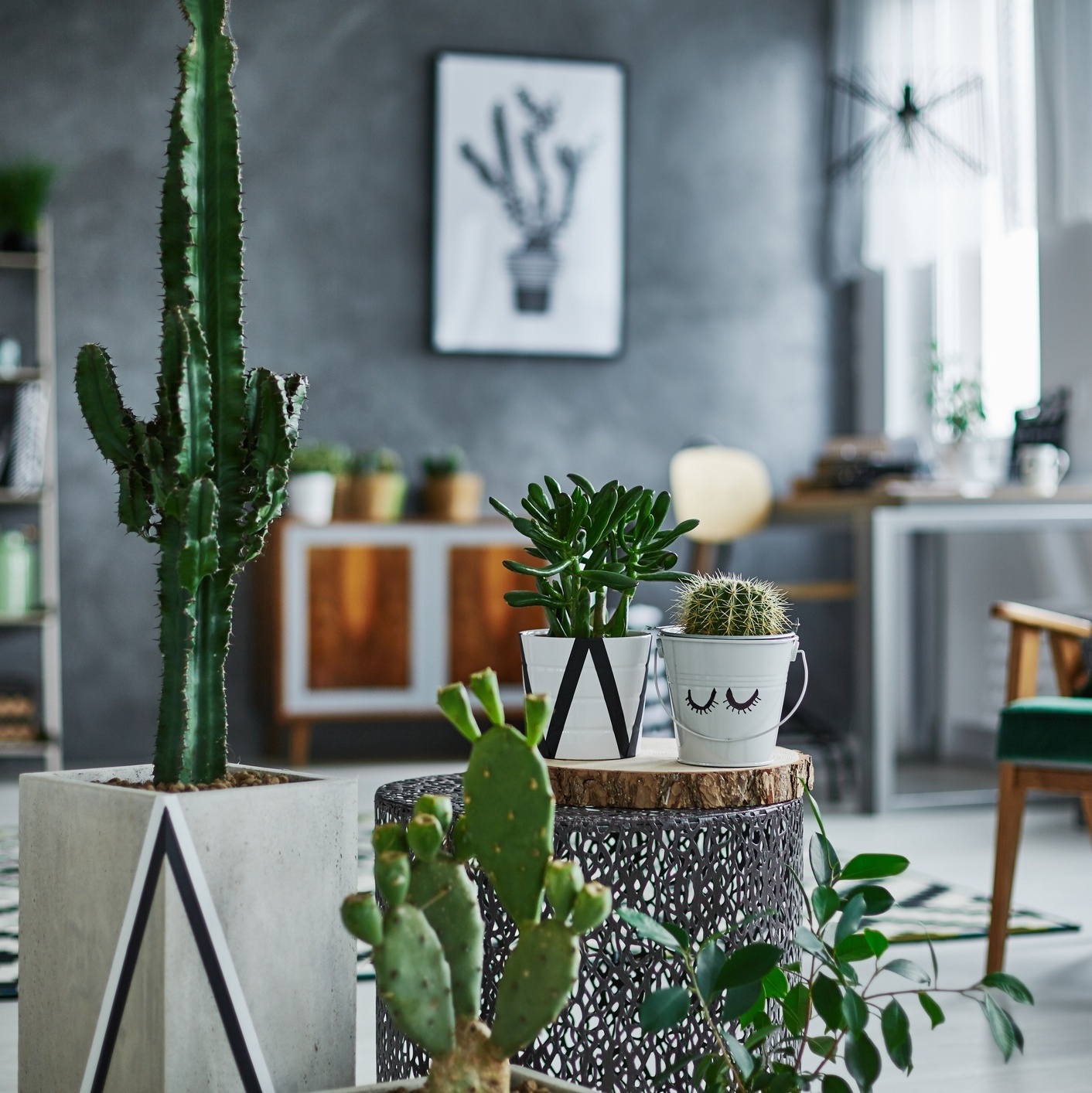 onde comprar cactos para decorar
