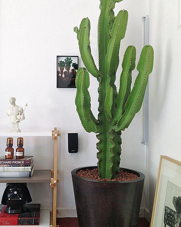 cuidados com cactos em casa