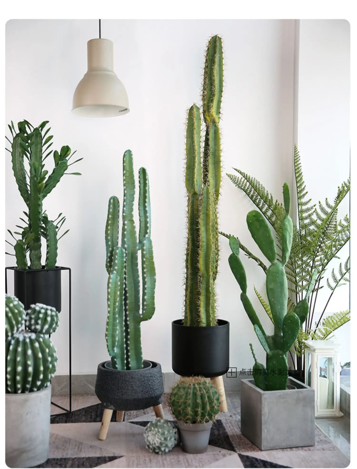 cultivo de cactos em apartamento