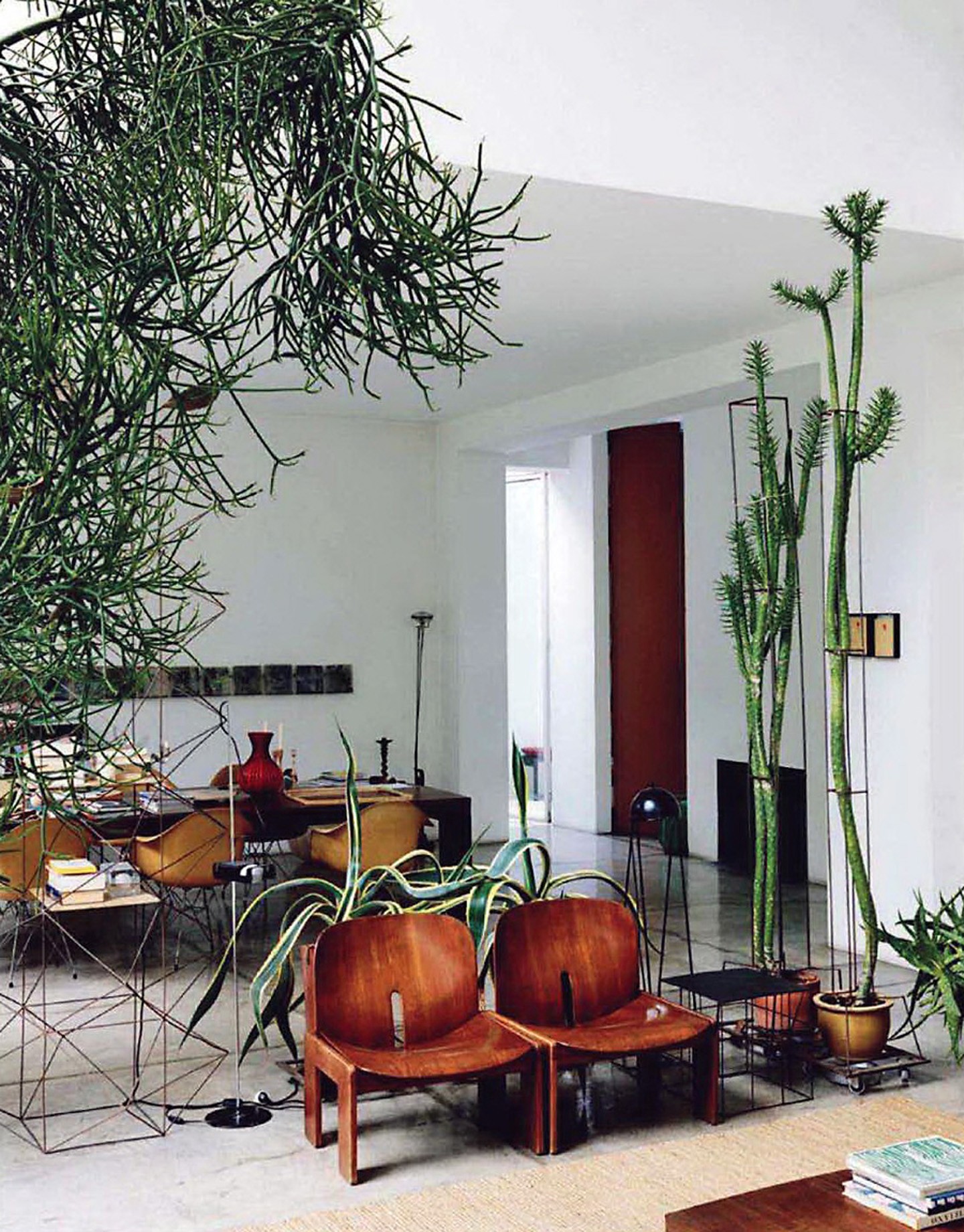 plantas resistentes para interiores
