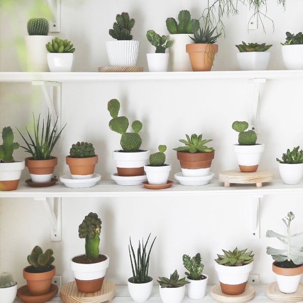 Feng Shui cactos