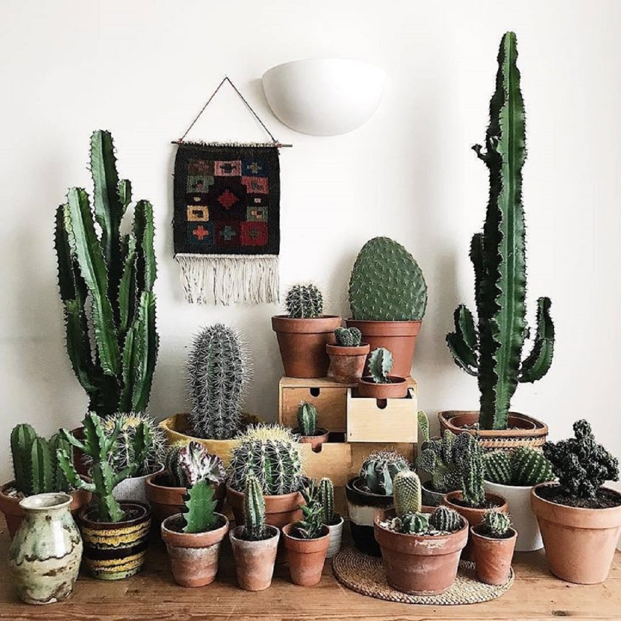 cactos que não precisam de sol