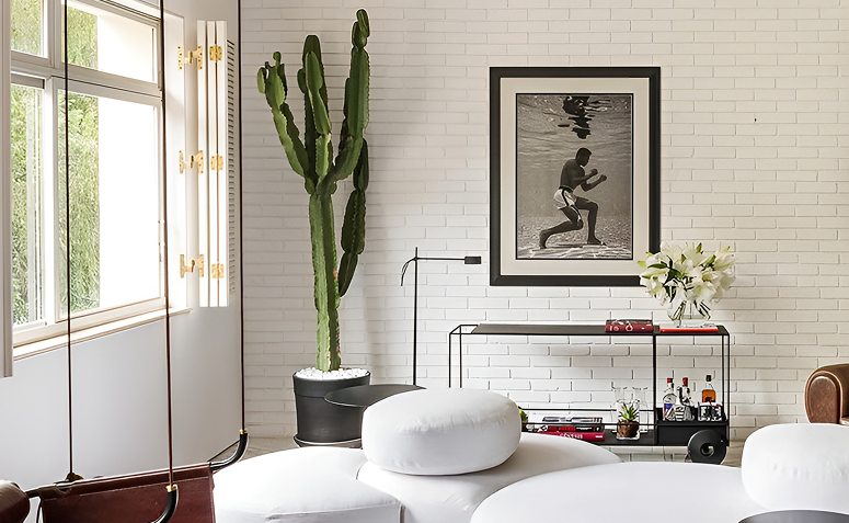 plantas espinhosas em casa