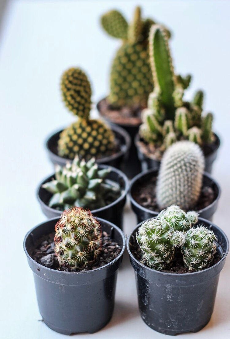 benefícios cactos interiores