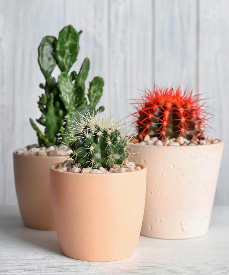 onde comprar cactos para decorar