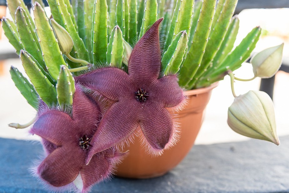 Stapelia hirsuta cuidados