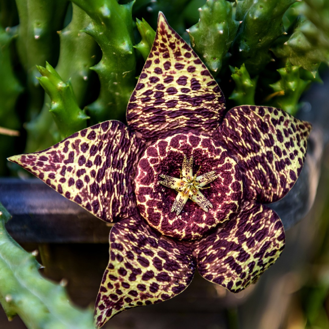Suculenta estrela