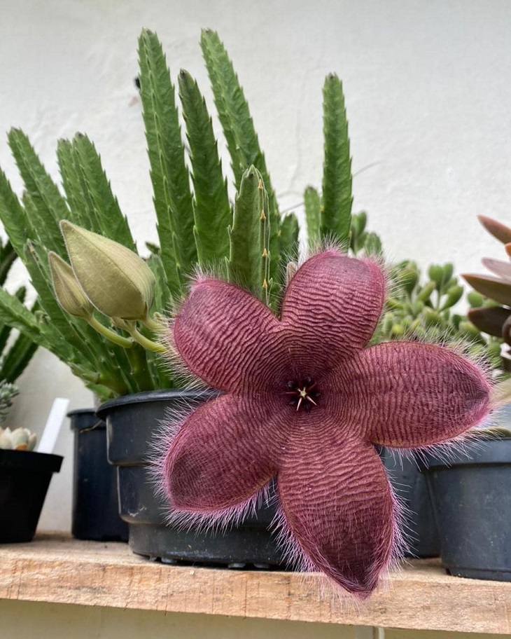 Planta com cheiro forte
