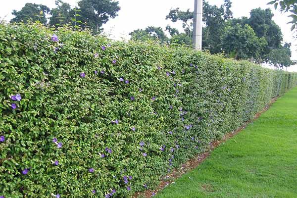 cerca viva ornamental