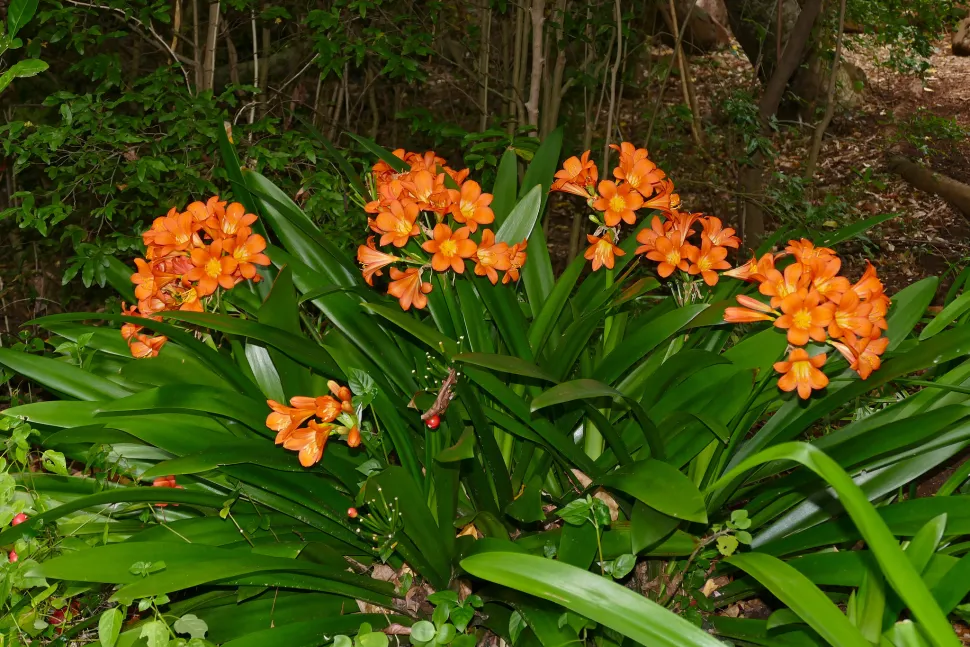 Clivia miniata cuidados