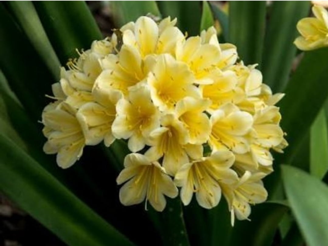 Clivia miniata floração